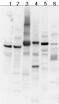 AtpB | Beta subunit of ATP synthase (chloroplastic + mitochondrial) (chicken antibodies) in the group Antibodies Plant/Algal / Global Antibodies at Agrisera AB (Antibodies for research) (AS03 030)